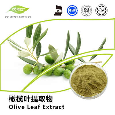 橄榄叶提取物羟基酪醇