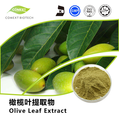 橄榄叶提取物橄榄苦甙